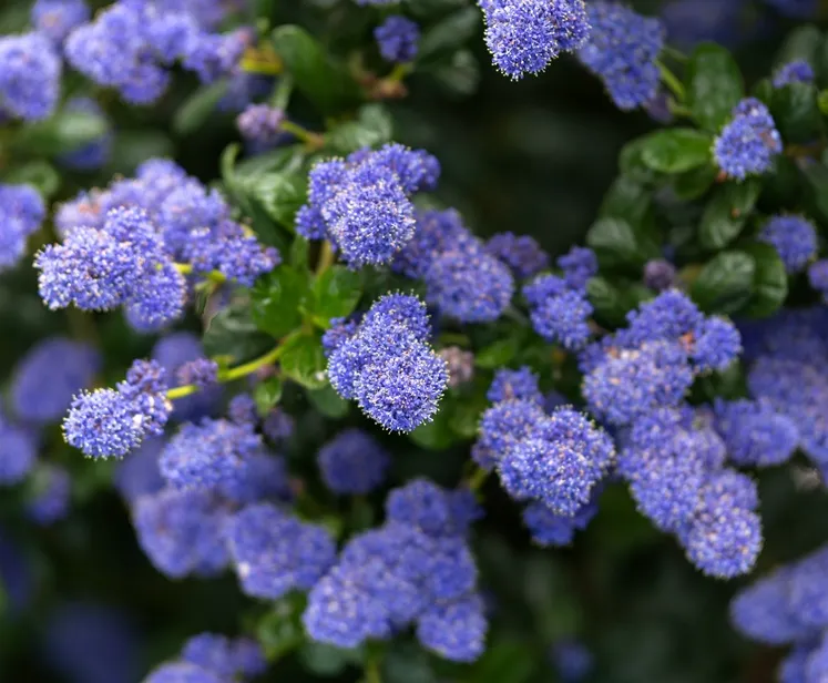 Ceanothus Blue Mound Pot C5 * Feuillage vert peristant ** | Central Jardin